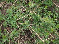ova Gussonea-Adenocarpus complicatus 20110529 162